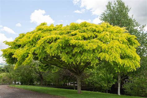 Kiwi Sunset Zelkova